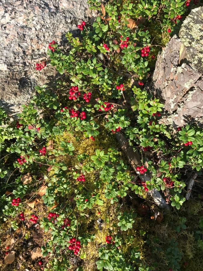 Suvituuli | Paajoen Vuokramoekit Himos Exterior foto