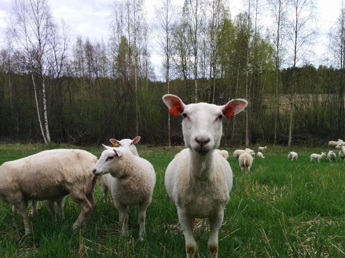 Suvituuli | Paajoen Vuokramoekit Himos Exterior foto
